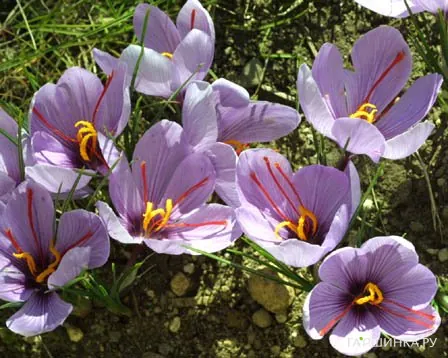 Крокус Сативус 10 шт