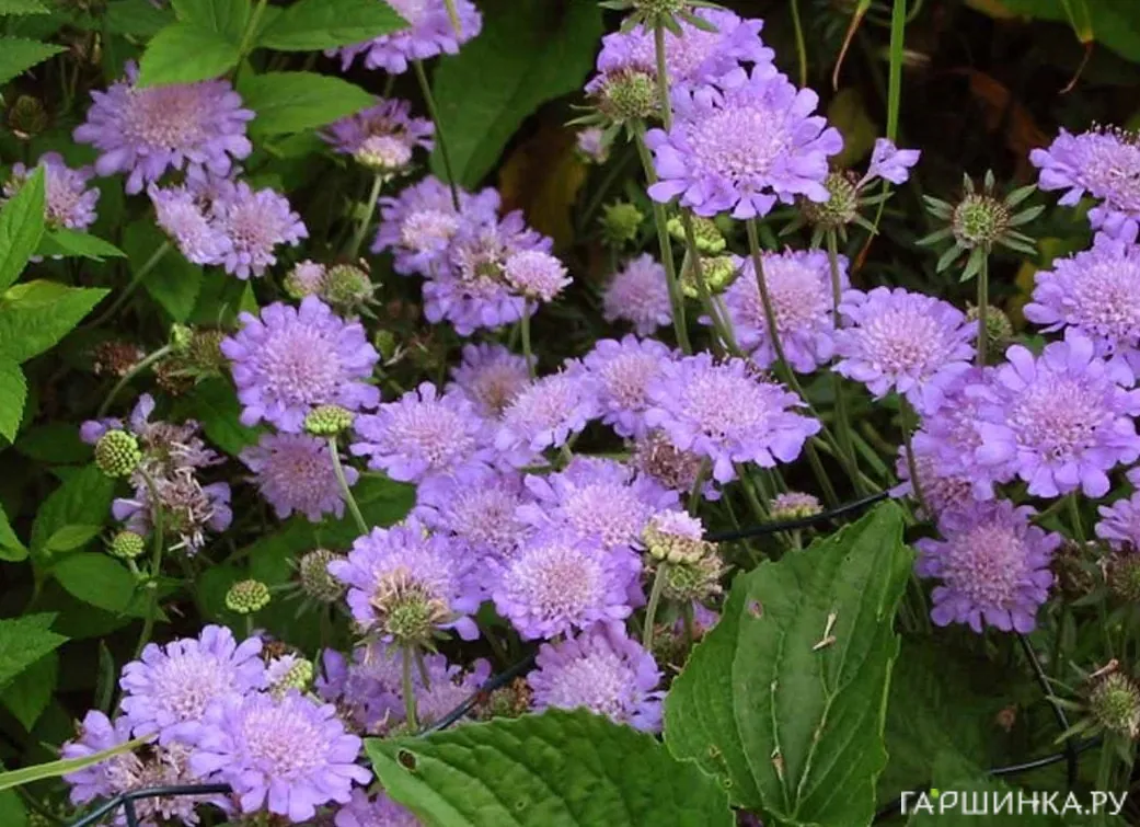 Скабиоза Вивид Виолет