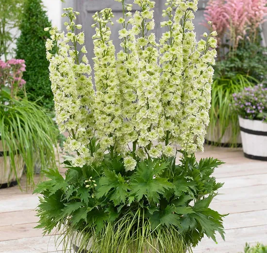 Дельфиниум махровый Морнинг Санрайз