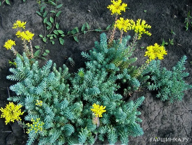 Очиток (седум)  Glaucum