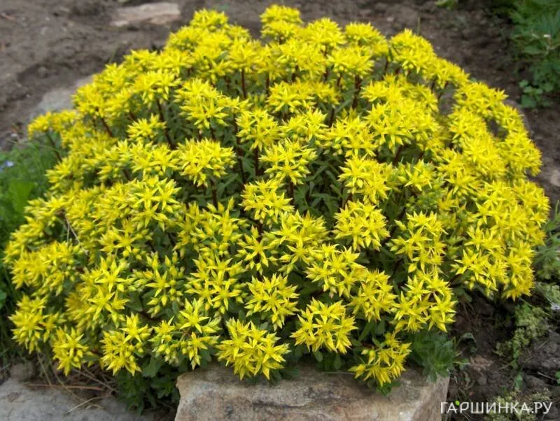 Очиток (седум) Вейхенстефанер Голд