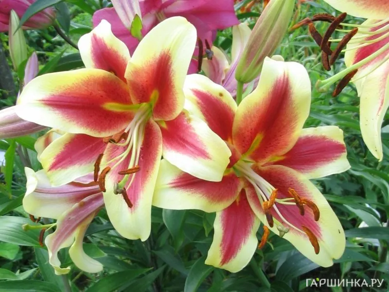 Лилия Шокинг ОТ-гибрид/2шт