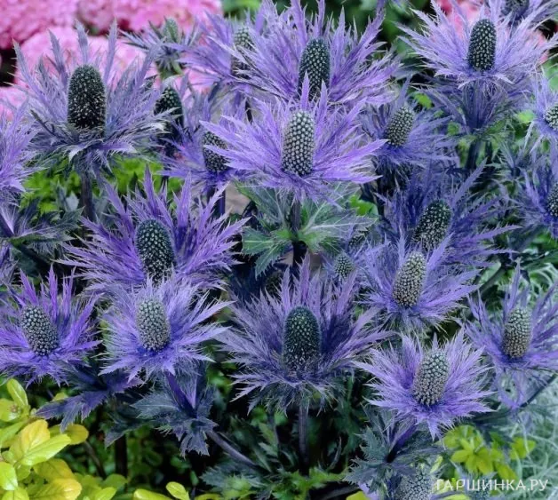 Синеголовник Блю Стар