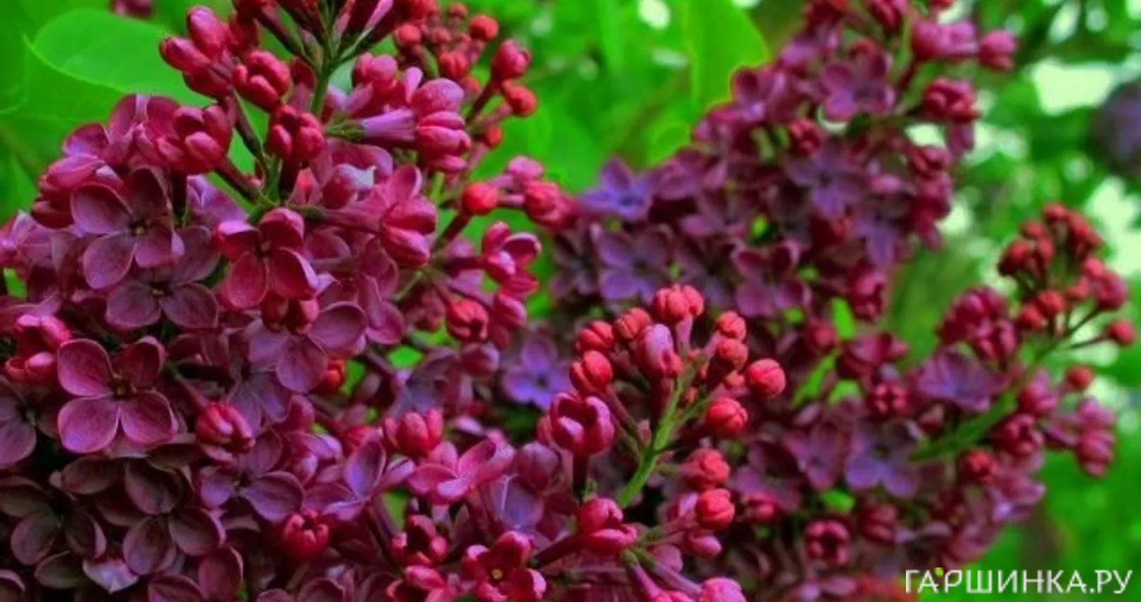 Сирень Знамя Ленина