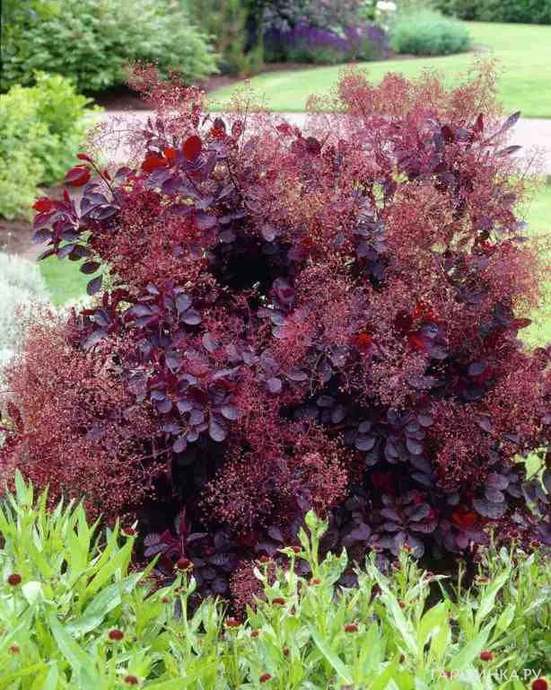 Скумпия Роял Перпл