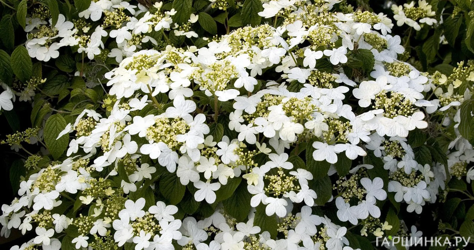 Калина Саммер Сноуфлейк