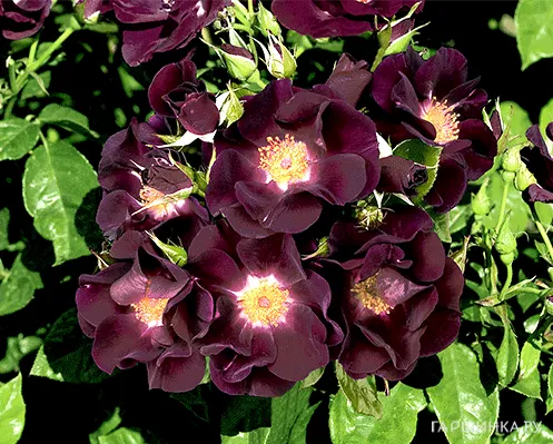 Роза Найт Оул, Викс (лиц)