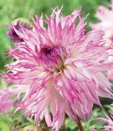 Георгина Снохо Диана бахромчатый