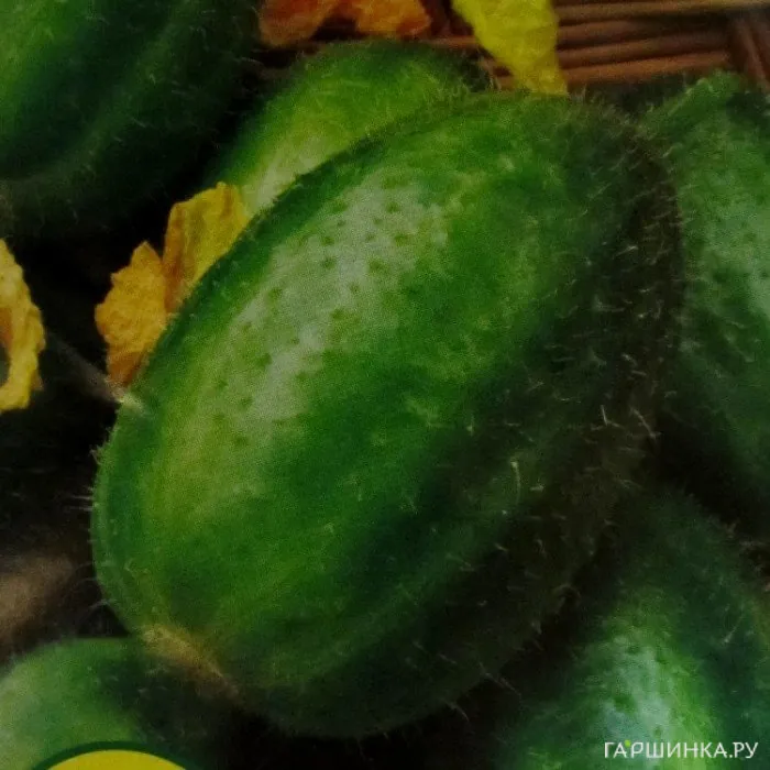 Огурдыня Фазано (10 сем.)