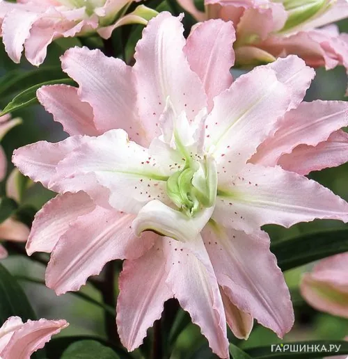 Лилия Софт Мьюзик восточная махровая /2шт