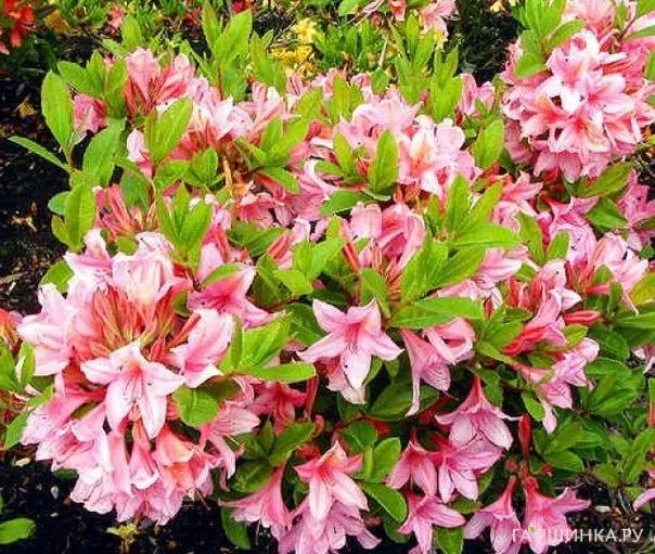 Рододендрон (Азалия) Soir de Paris