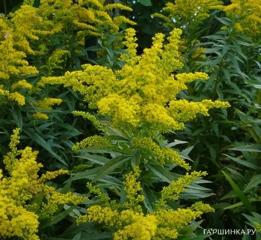 Золотарник (солидаго) гибридный Лаурин