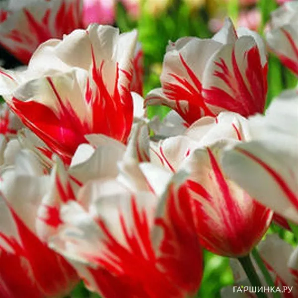 Тюльпан Сорбет Триумф 5шт.