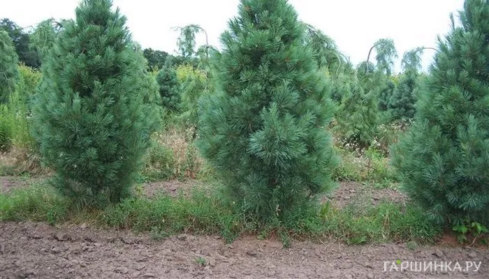 Сосна Веймутова Фастигиата