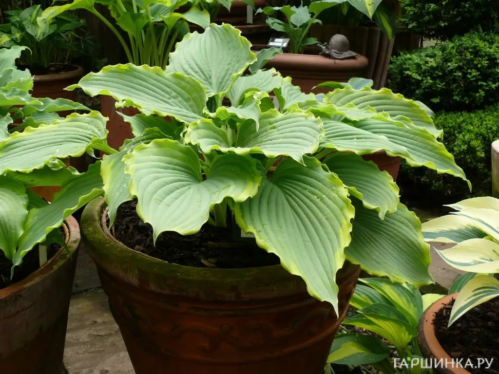 Хоста Спартакус (M)