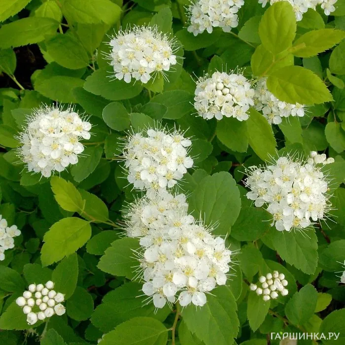 Спирея Тор березолистная