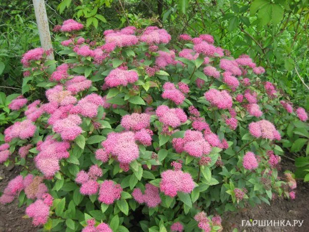 Спирея густоцветковая