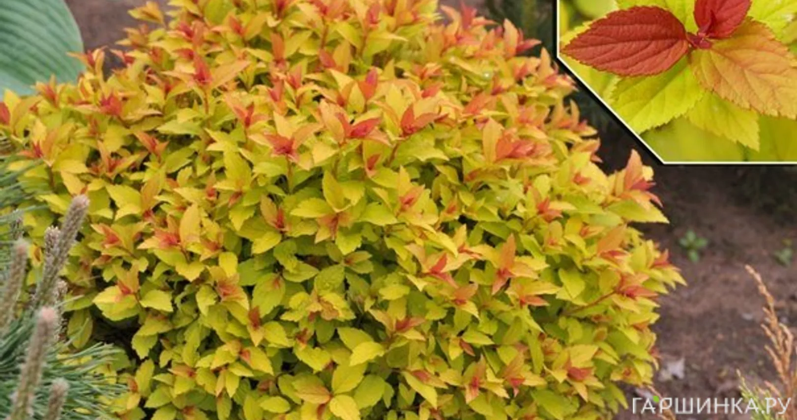 Спирея японская Файерлайт