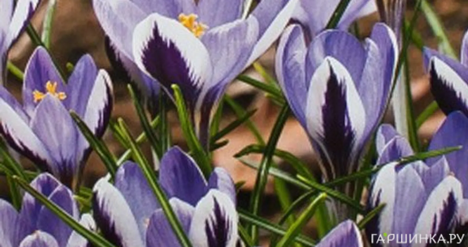 Крокус Спринг Бьюти 15 шт