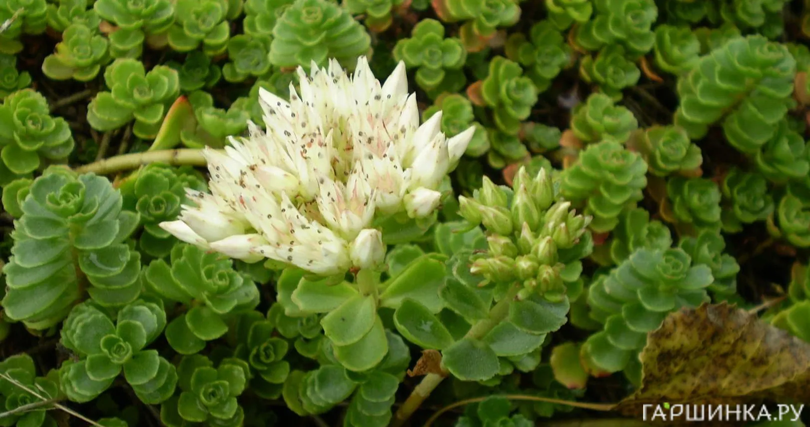 Очиток (седум) spurium Album