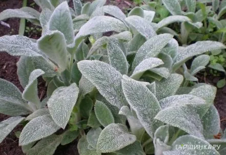 Стахис byzantina