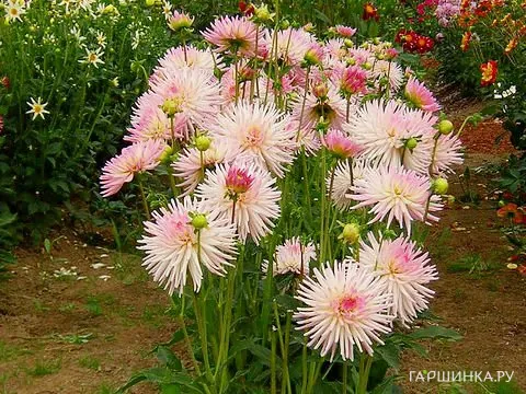 Георгина Старс Леди бордюрная