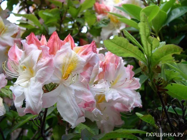 Рододендрон Sylphides