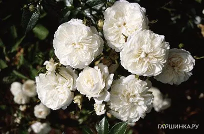 Роза Свани почвопокровная, Тантау (лиц)