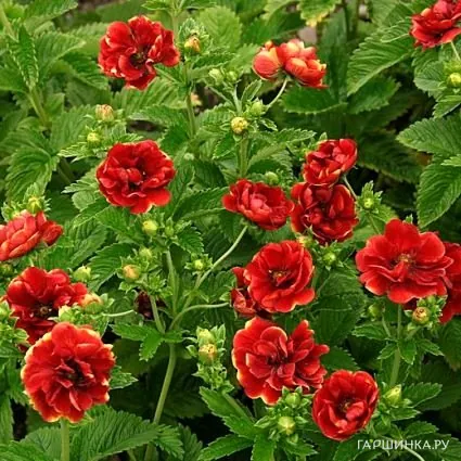 Лапчатка Арк эн Силь