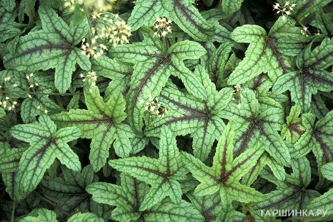 Гейхерелла Кимоно