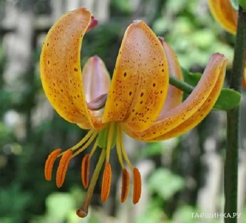 Лилия Террас Сити кудреватая