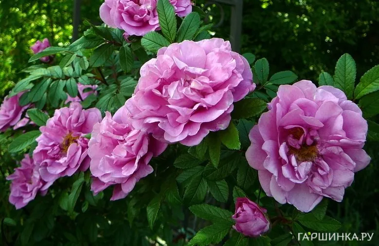 Роза Васагейминг канадская парковая (лиц)