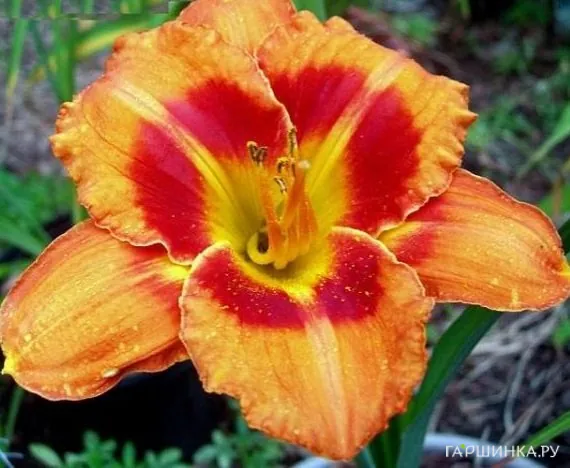 Лилейник Tigger