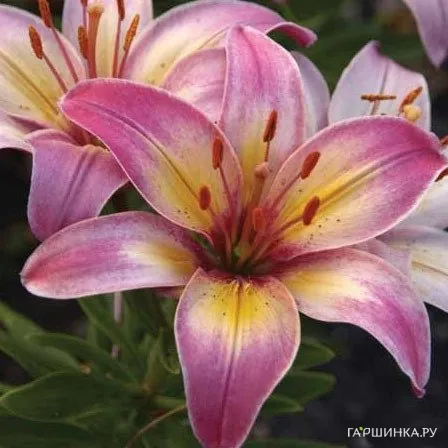 Лилия Тайни Белл азиатская низкорослая/2шт