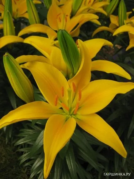 Лилия Тайни Десерт азиатская низкорослая/2шт