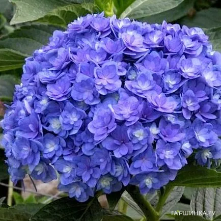 Гортензия Тугезе (Вместе) крупнолистная ремонтантная (серия Ты и Я)