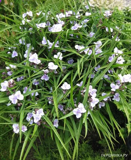 Традесканция Billberry Ice