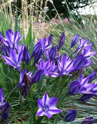 Трителейя Руди 5 шт