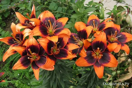 Лилия Тусом азиатская / 2шт