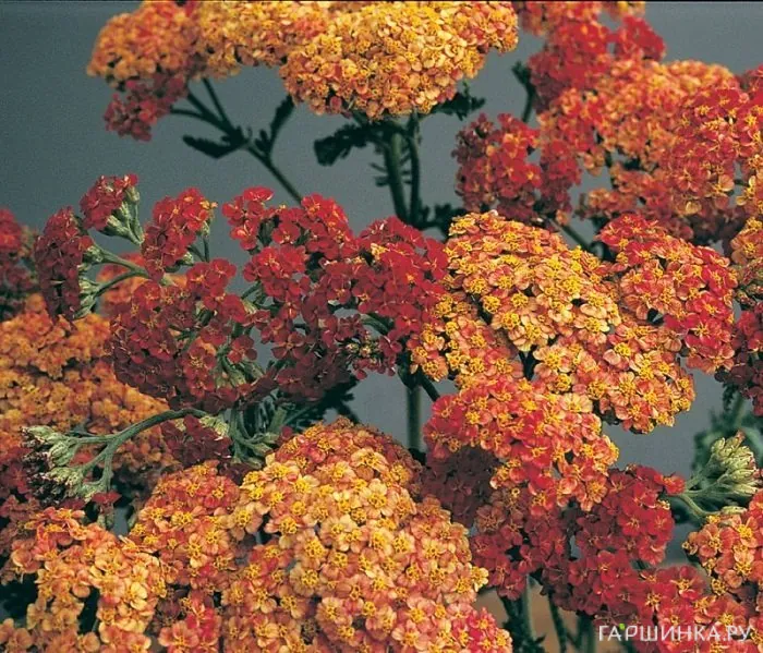 Тысячелистник Вальтер Функе