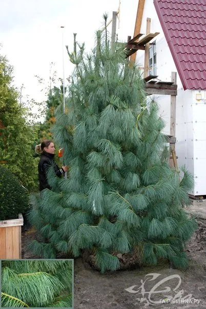 Сосна Гималайская.