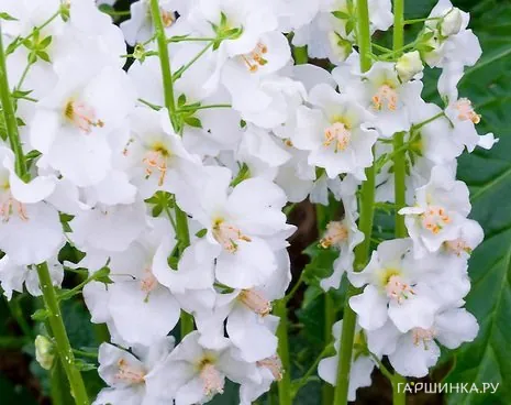 Вербаскум (коровяк) Флаш оф Уайт