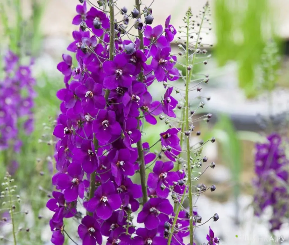 Вербаскум (коровяк) Виолетта
