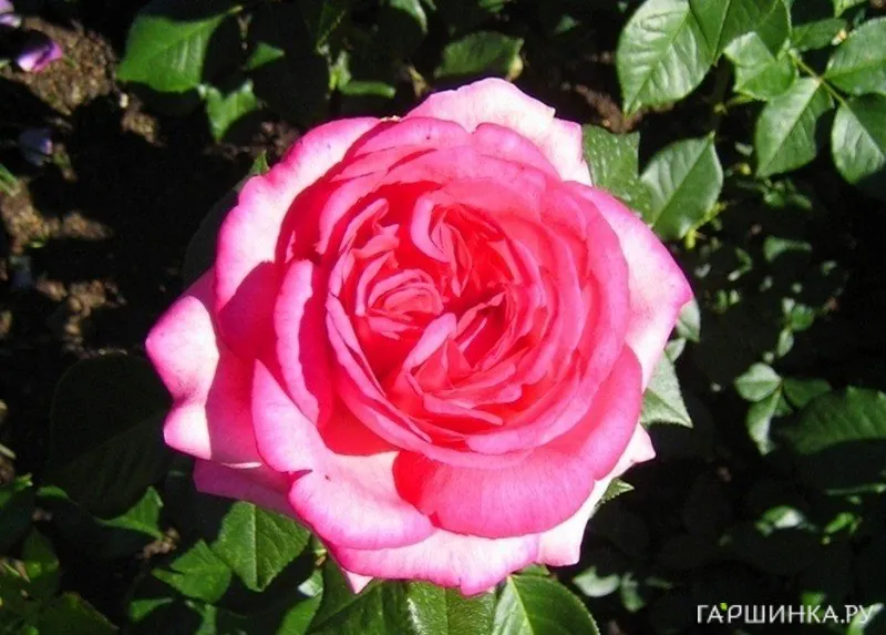 Роза Вальцертраум чайно-гибридная, Тантау (лиц)