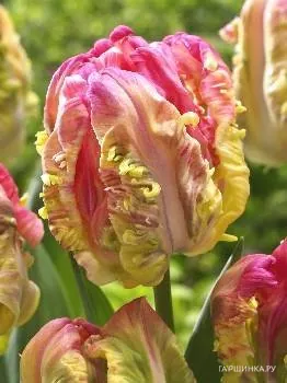 Тюльпан Веберс Пэррот попугайный 5шт