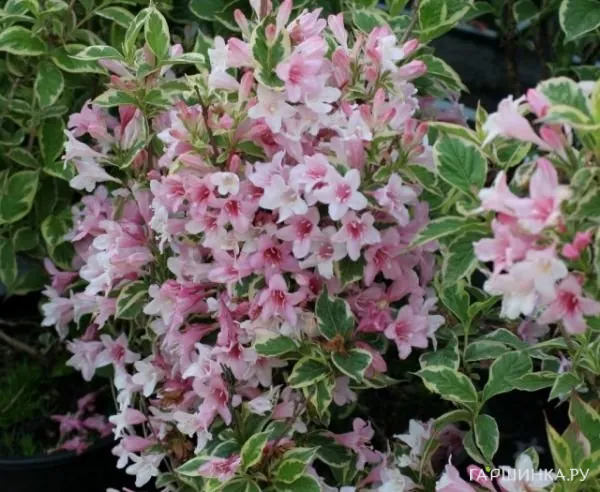 Вейгела Нана Вариегата