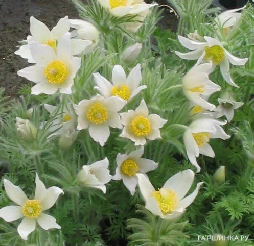 Прострел Вайт