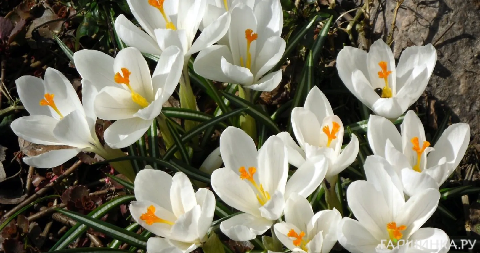 Крокус Уайт 10 шт