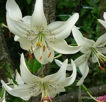 Лилия Вайт Твинкл азиатская