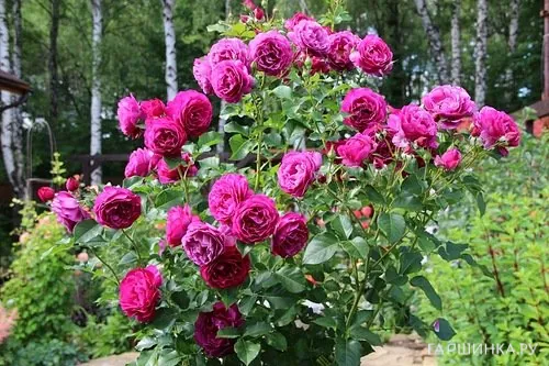 Роза Вайлд Блю Йондер, Викс (лиц)